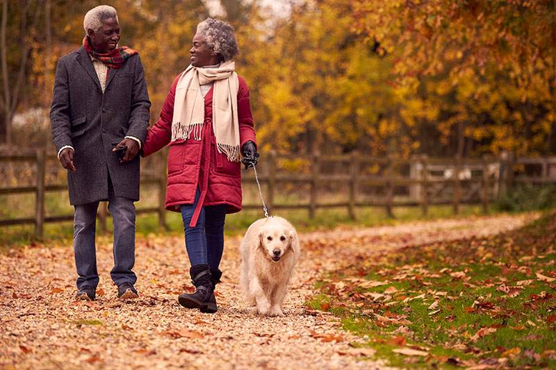 couple on a walk with a Labrador and fall trees